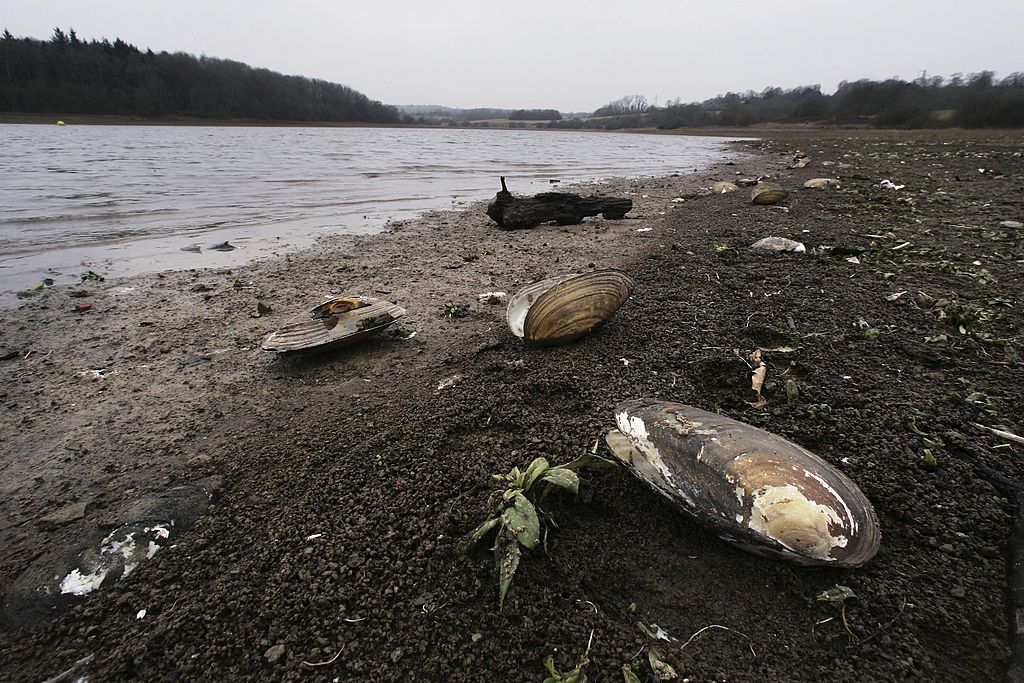 Freshwater pearl mussels washed up on the shore.